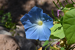 Heavenly Blue Morning Glory (Ipomoea tricolor 'Heavenly Blue') at Lakeshore Garden Centres