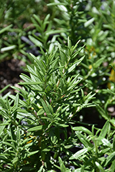 Spice Islands Rosemary (Rosmarinus officinalis 'Spice Islands') at Stonegate Gardens