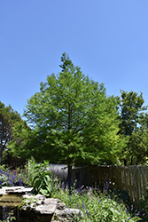Montezuma Cypress (Taxodium mucronatum) at Stonegate Gardens