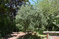 Arbequina European Olive (Olea europaea 'Arbequina') at Stonegate Gardens