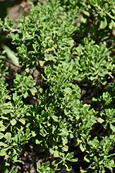 Rio Bravo Texas Sage (Leucophyllum langmaniae 'Rio Bravo') at Stonegate Gardens