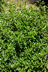 Dwarf Sweet Myrtle (Myrtus communis 'Microphylla') at Stonegate Gardens