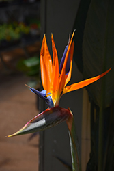 Orange Bird Of Paradise (Strelitzia reginae) at Stonegate Gardens
