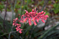 Red Yucca (Hesperaloe parviflora) at Wallitsch Nursery And Garden Center