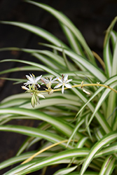 Spider Plant (Chlorophytum comosum) at Stonegate Gardens