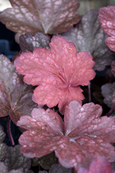 Carnival Candy Apple Coral Bells (Heuchera 'Candy Apple') at Stonegate Gardens