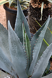Rough Agave (Agave scabra) at Stonegate Gardens