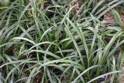 Crystal Falls Mondo Grass (Ophiopogon jaburan 'HOCF') at Stonegate Gardens