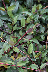 Purple-Leaf Japanese Honeysuckle (Lonicera japonica 'Purpurea') at Stonegate Gardens