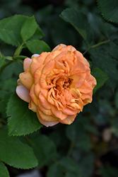 Sunbelt Crazy Love Rose (Rosa 'KORbamflu') at Stonegate Gardens