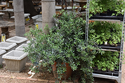 Little Ollie® Dwarf Olive (Olea europaea 'Montra') at Lakeshore Garden Centres