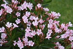 Petite Pink Oleander (Nerium oleander 'Petite Pink') at Stonegate Gardens