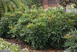 Fortune's Mahonia (Mahonia fortunei) at Stonegate Gardens