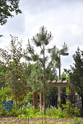Longleaf Pine (Pinus palustris) at Stonegate Gardens
