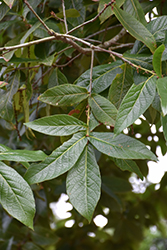 Loquat Leaf Oak (Quercus rysophylla) at Stonegate Gardens