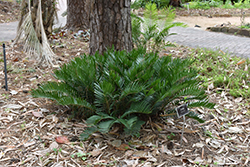 Coontie (Zamia pumila) at Stonegate Gardens