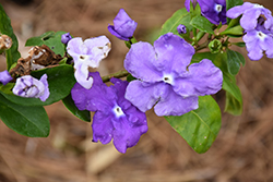 Magnificent Yesterday Today And Tomorrow (Brunfelsia magnifica) at Stonegate Gardens