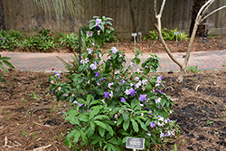 Magnificent Yesterday Today And Tomorrow (Brunfelsia magnifica) at Stonegate Gardens