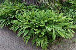 Dwarf Cardamom (Alpinia nutans) at Stonegate Gardens