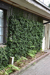Creeping Fig (Ficus repens) at Stonegate Gardens