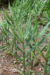Dr. Moy Ginger Lily (Hedychium 'Dr. Moy') at Lakeshore Garden Centres