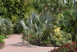 Sonoran Palmetto (Sabal uresana) at Stonegate Gardens