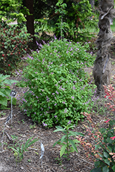 Shell Bush (Ocimum labiatum) at Stonegate Gardens