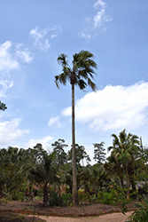 Taraw Palm (Livistona saribus) at A Very Successful Garden Center