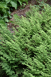 Moss Fern (Selaginella pallescens) at A Very Successful Garden Center