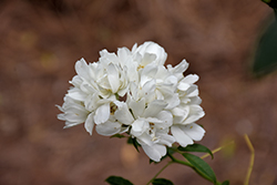 Purezza Rose (Rosa banksiae 'Purezza') at Lakeshore Garden Centres