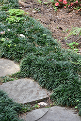 Dwarf Mondo Grass (Ophiopogon japonicus 'Nanus') at Stonegate Gardens