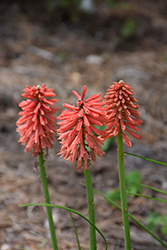 Poco Red Torchlily (Kniphofia 'Poco Red') at Lakeshore Garden Centres
