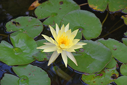 Yellow Water Lily (Nymphaea mexicana) at Stonegate Gardens
