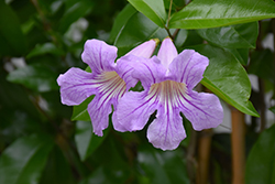 Lavender Trumpet Vine (Clytostoma callistegioides) at Stonegate Gardens