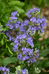 Grand Bleu Caryopteris (Caryopteris x clandonensis 'Inoveris') at Stonegate Gardens