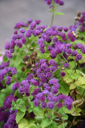 Artist Purple Flossflower (Ageratum 'Agmontis') at Lakeshore Garden Centres