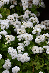 Bumble White Flossflower (Ageratum 'Wesagbuwhi') at Stonegate Gardens