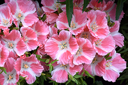Pink Satin Flower (Clarkia amoena 'Pink') at Stonegate Gardens