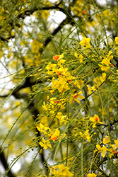 Mexican Palo Verde (Parkinsonia aculeata) at Lakeshore Garden Centres
