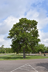 Southern Live Oak (Quercus virginiana) at Stonegate Gardens