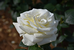 Sugar Moon Rose (Rosa 'WEKmemolo') at Stonegate Gardens