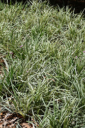 Aztec Grass Lily Turf (Liriope muscari 'Aztec Grass') at Lakeshore Garden Centres