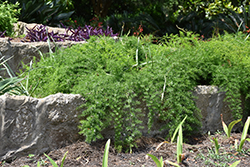 Sprengeri Asparagus Fern (Asparagus densiflorus 'Sprengeri') at Stonegate Gardens