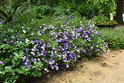 Compact Yesterday Today And Tomorrow (Brunfelsia pauciflora 'Eximia') at Stonegate Gardens