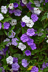 Compact Yesterday Today And Tomorrow (Brunfelsia pauciflora 'Eximia') at Stonegate Gardens