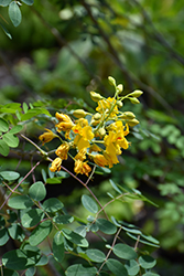 Mexican Holdback (Erythrostemon mexicanus) at Stonegate Gardens