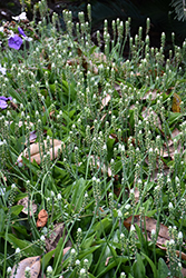 African False Hosta (Drimiopsis maculata) at A Very Successful Garden Center