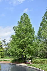 Baldcypress (Taxodium distichum) at Lakeshore Garden Centres