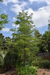 Pond Cypress (Taxodium distichum var. imbricatum) at Stonegate Gardens