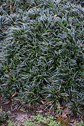 Kyoto Dwarf Mondo Grass (Ophiopogon japonicus 'Kyoto') at A Very Successful Garden Center